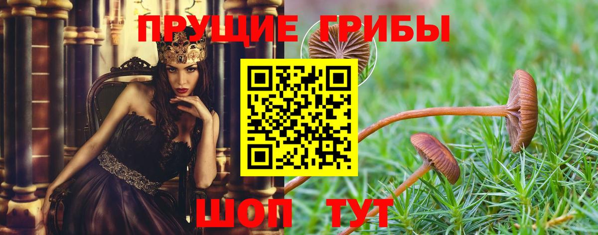 Гудермес  как найти   Галлюциногенные грибы Cubensis  Вход с VPN  Галлюциногенные грибы Psilocybe 